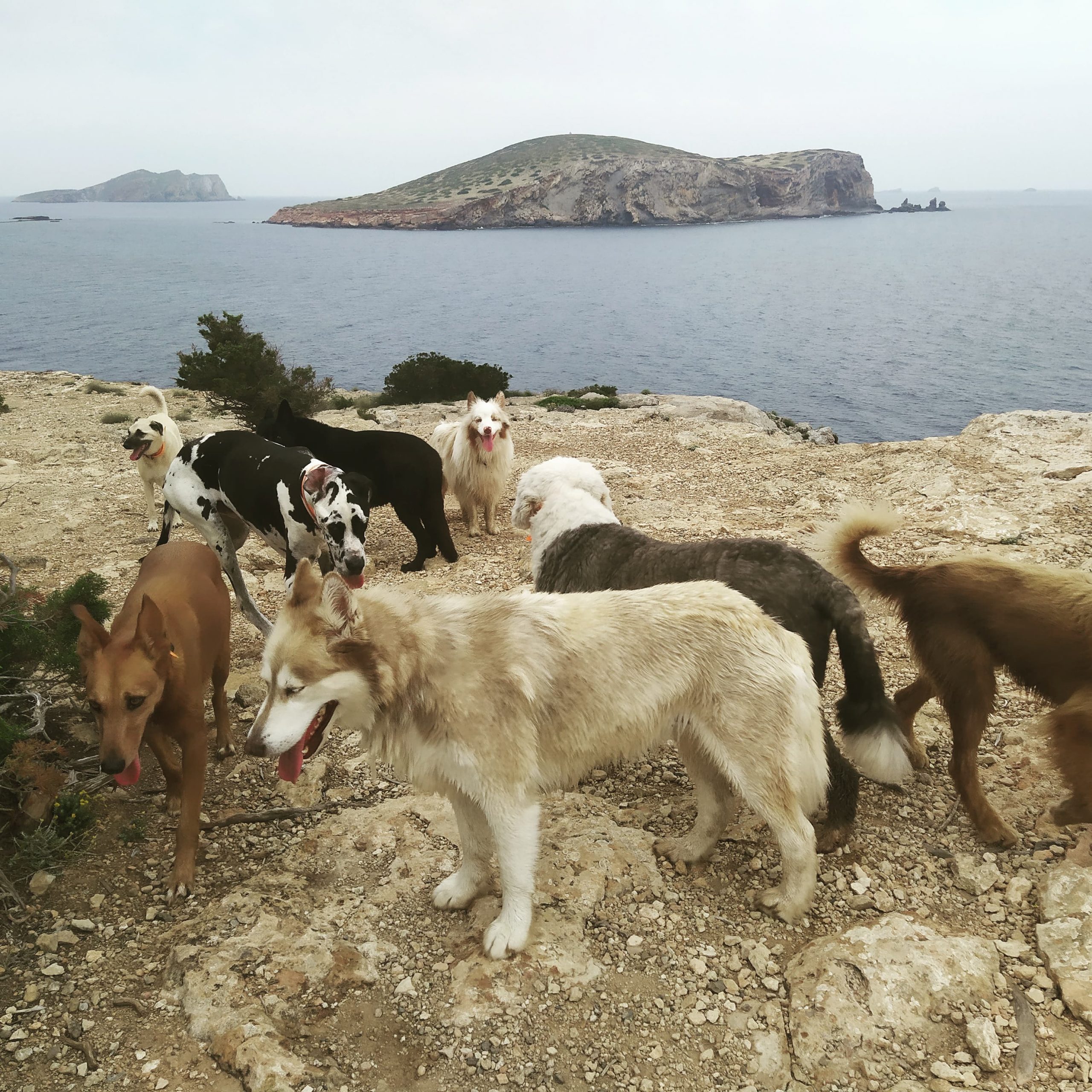 Adiestramiento de perros en Ibiza